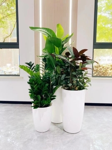 想租盆景？镇海这家服务超棒，快来瞧一瞧！